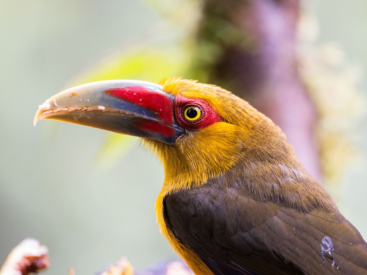 Saffron Toucanet - ML641578319