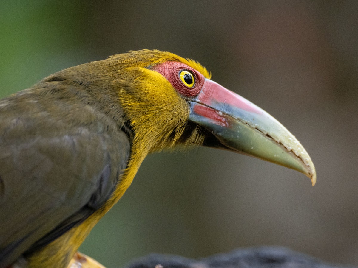 Saffron Toucanet - ML641578321