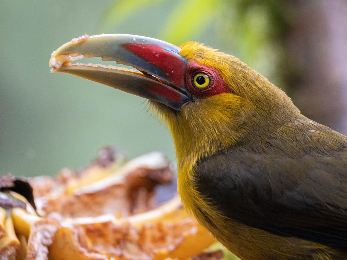 Saffron Toucanet - ML641578322