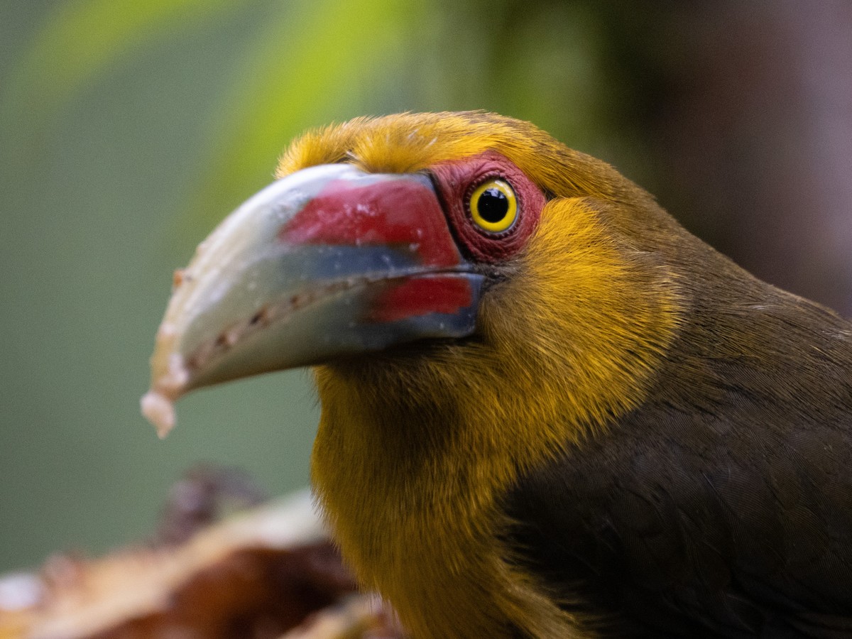 Saffron Toucanet - ML641578323
