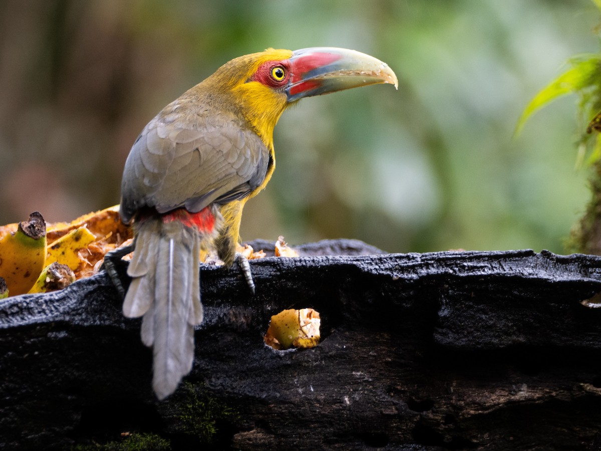 Saffron Toucanet - ML641578324