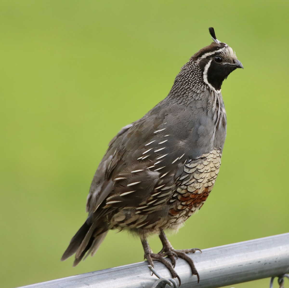 California Quail - ML641578329