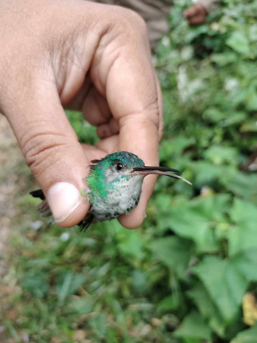 Golden-tailed Sapphire - ML641578333