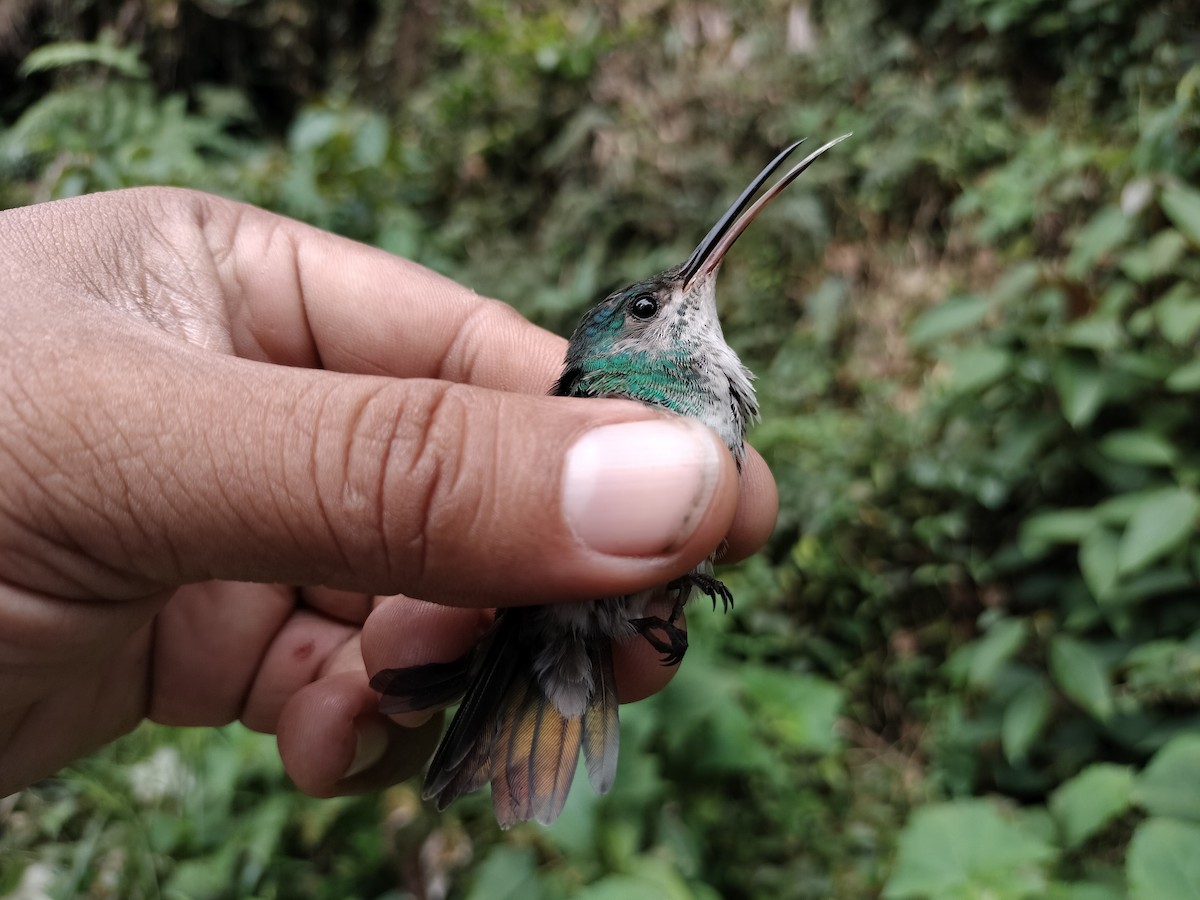 Golden-tailed Sapphire - ML641578335
