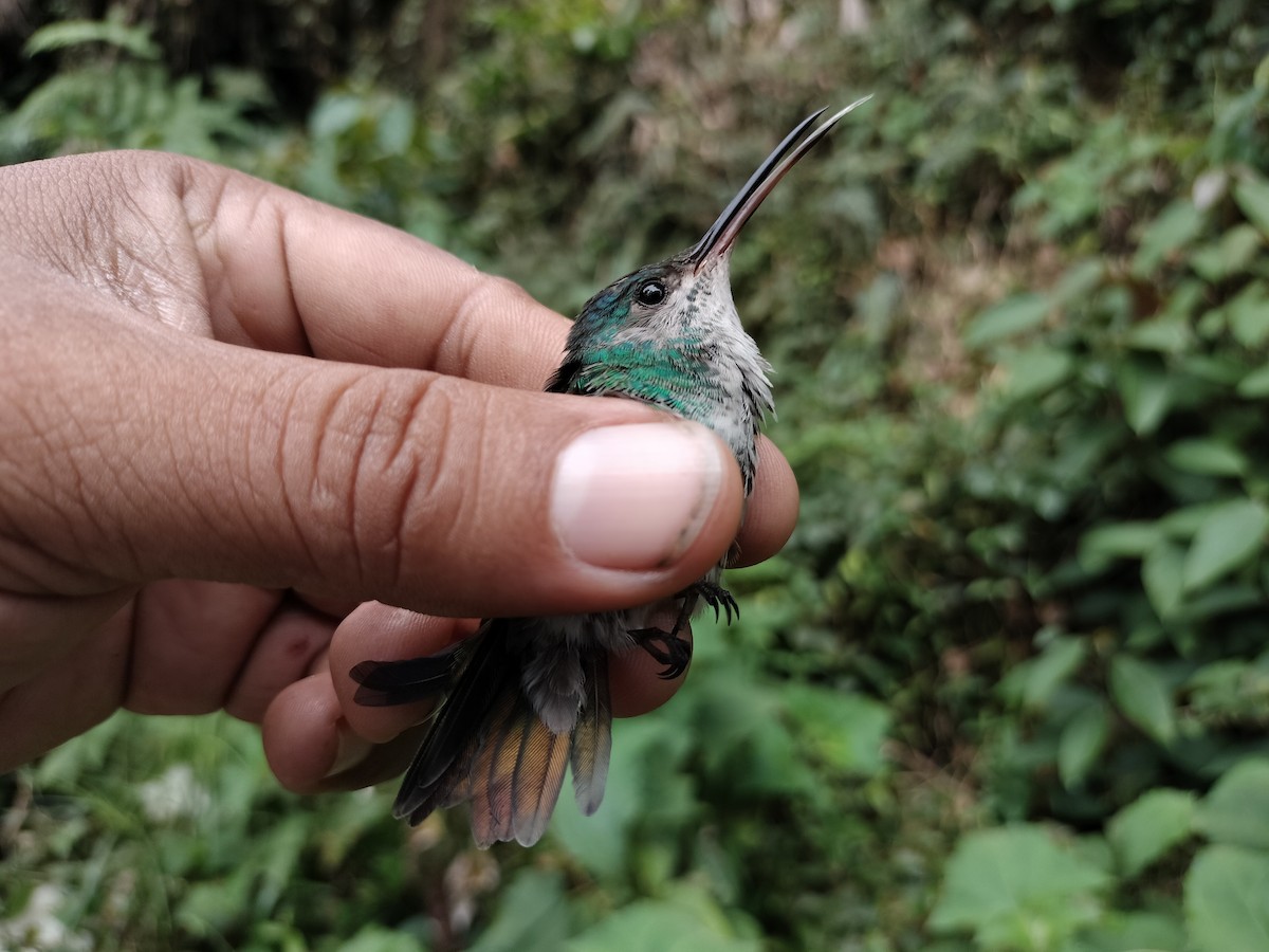 Golden-tailed Sapphire - ML641578336