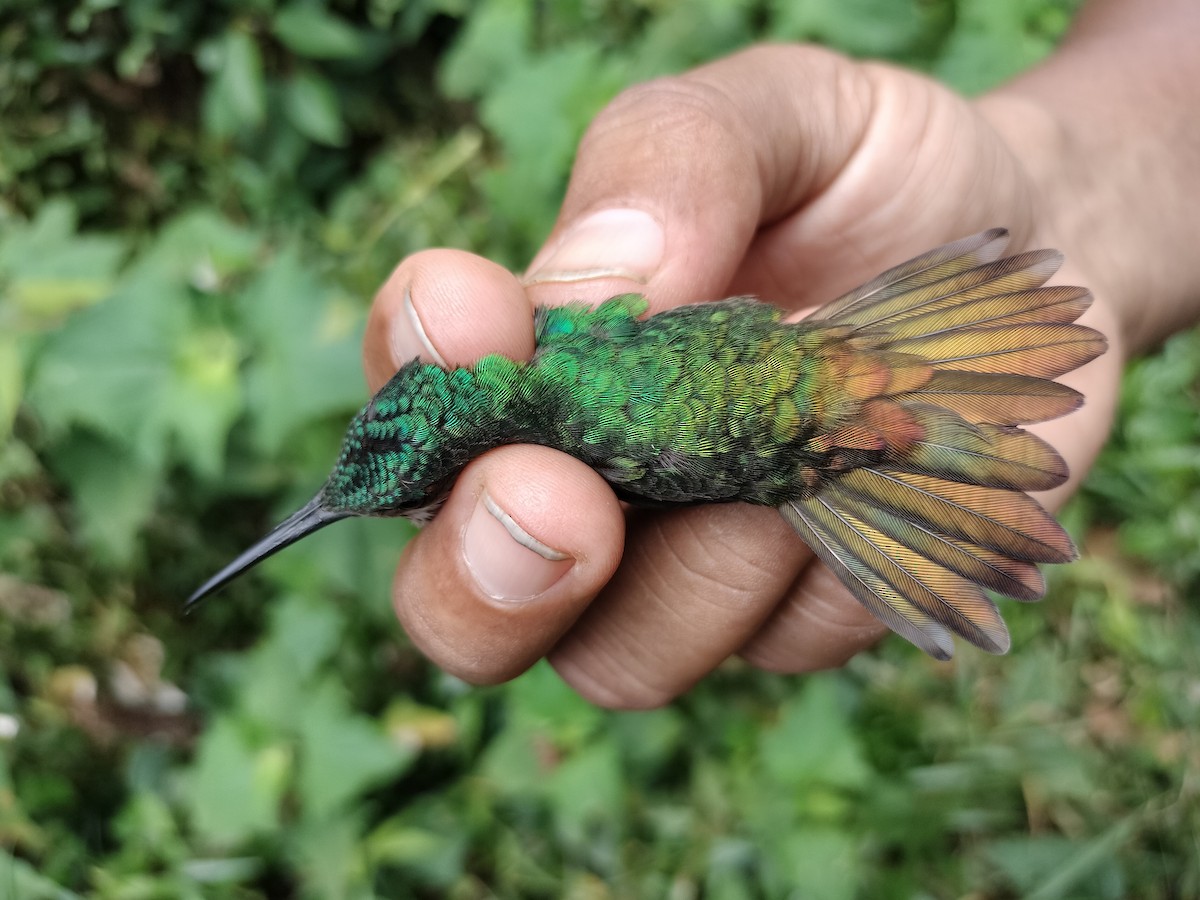 Golden-tailed Sapphire - ML641578337