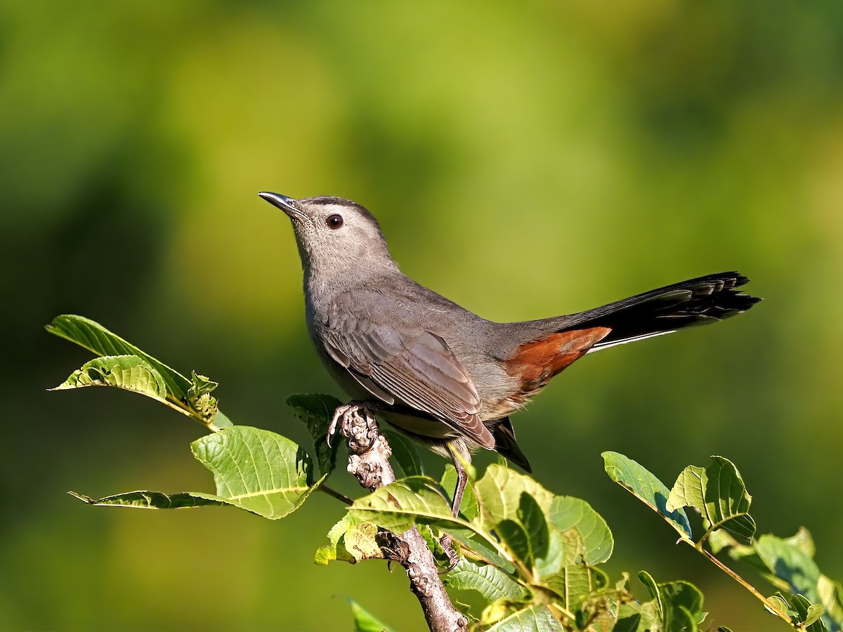 Gray Catbird - ML641578374