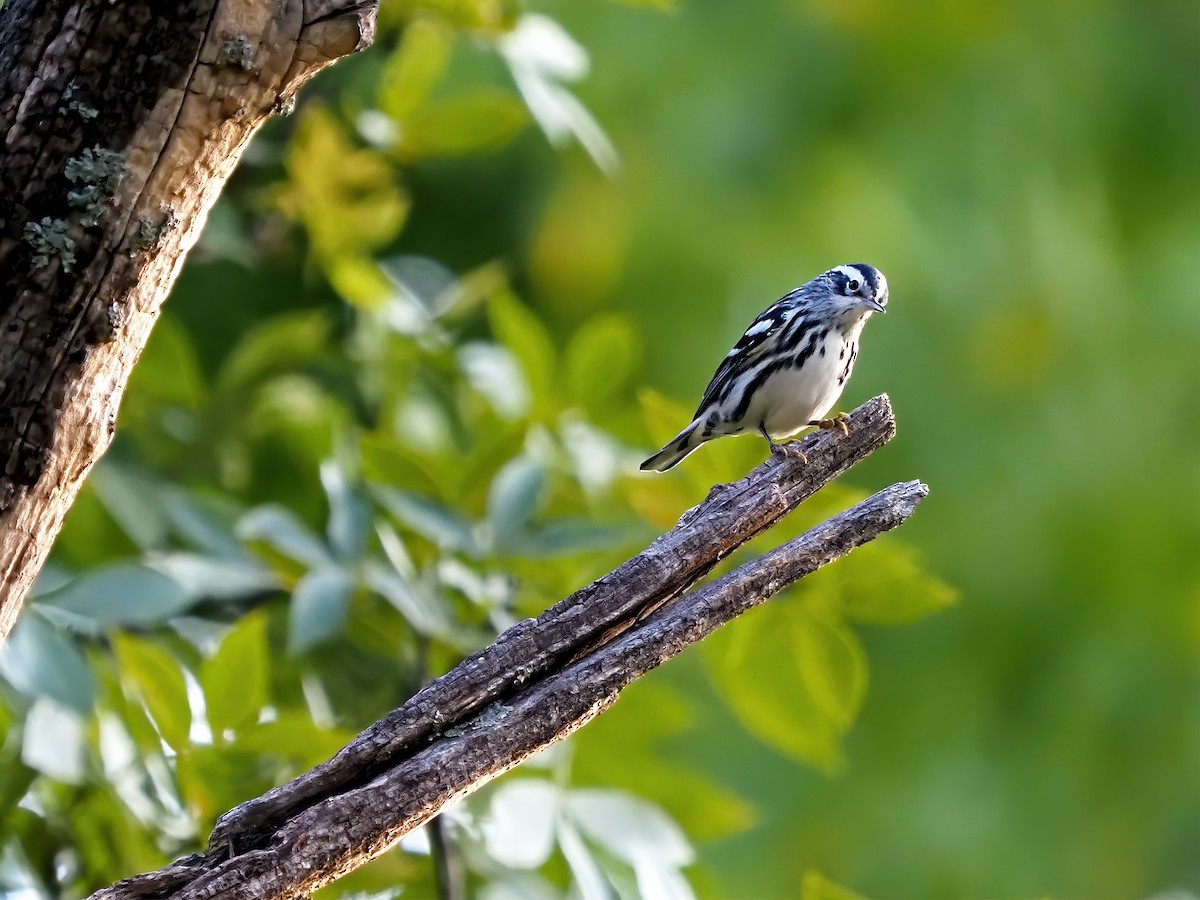 Black-and-white Warbler - ML641578384