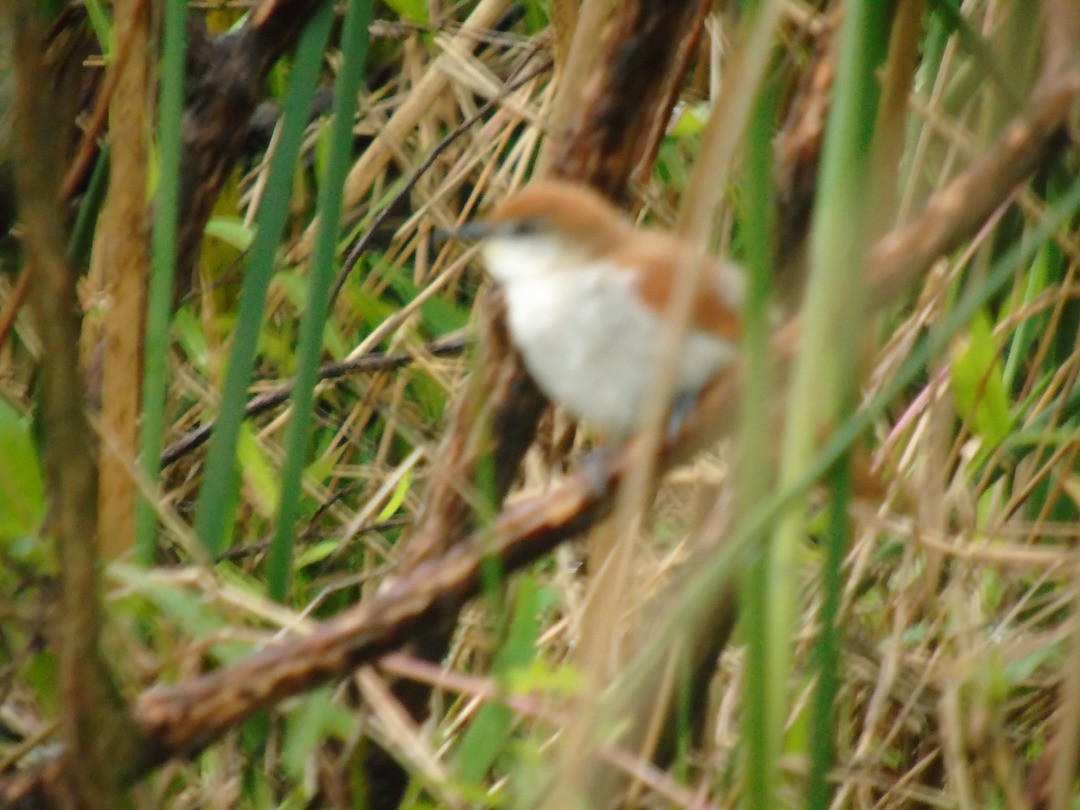 Yellow-chinned Spinetail - ML641578395