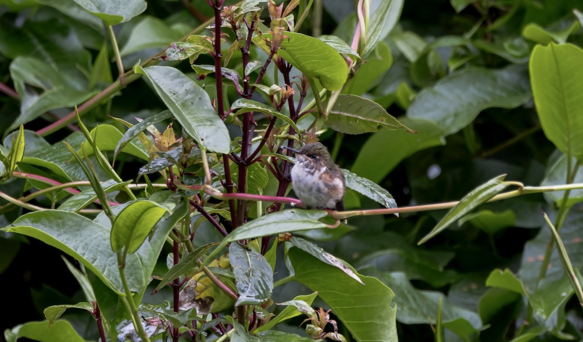 Volcano Hummingbird - ML641578419