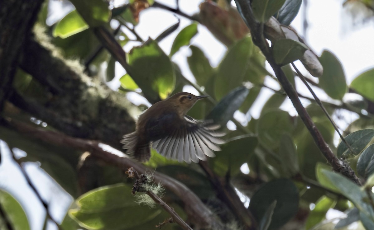 Ochraceous Wren - ML641578425