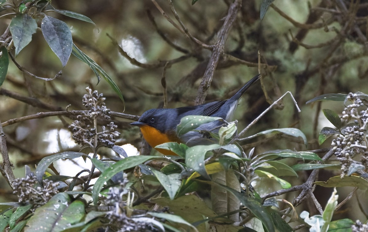 flammeparula - ML641578462