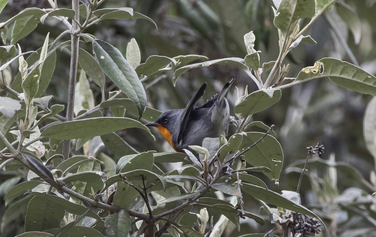 flammeparula - ML641578463