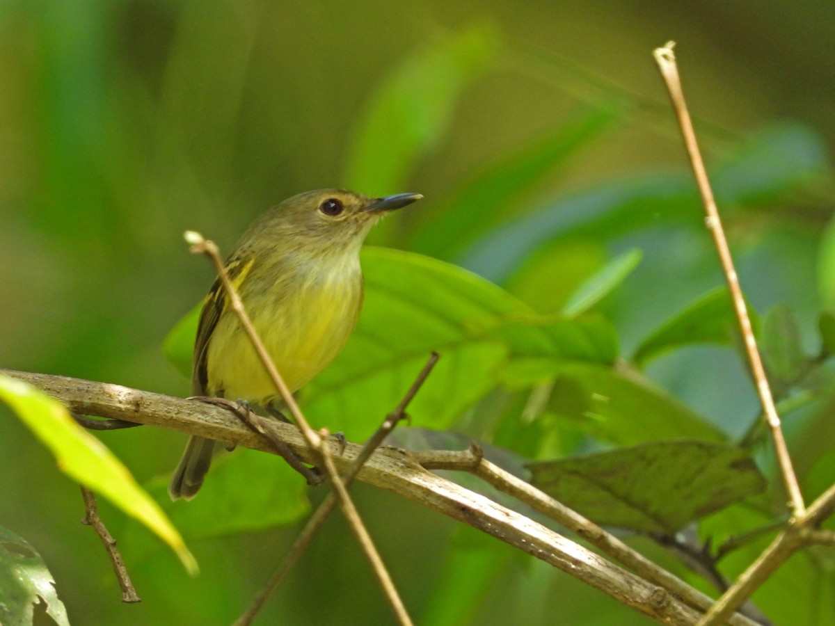 Серощёкий тоди-мухолов - ML641578483