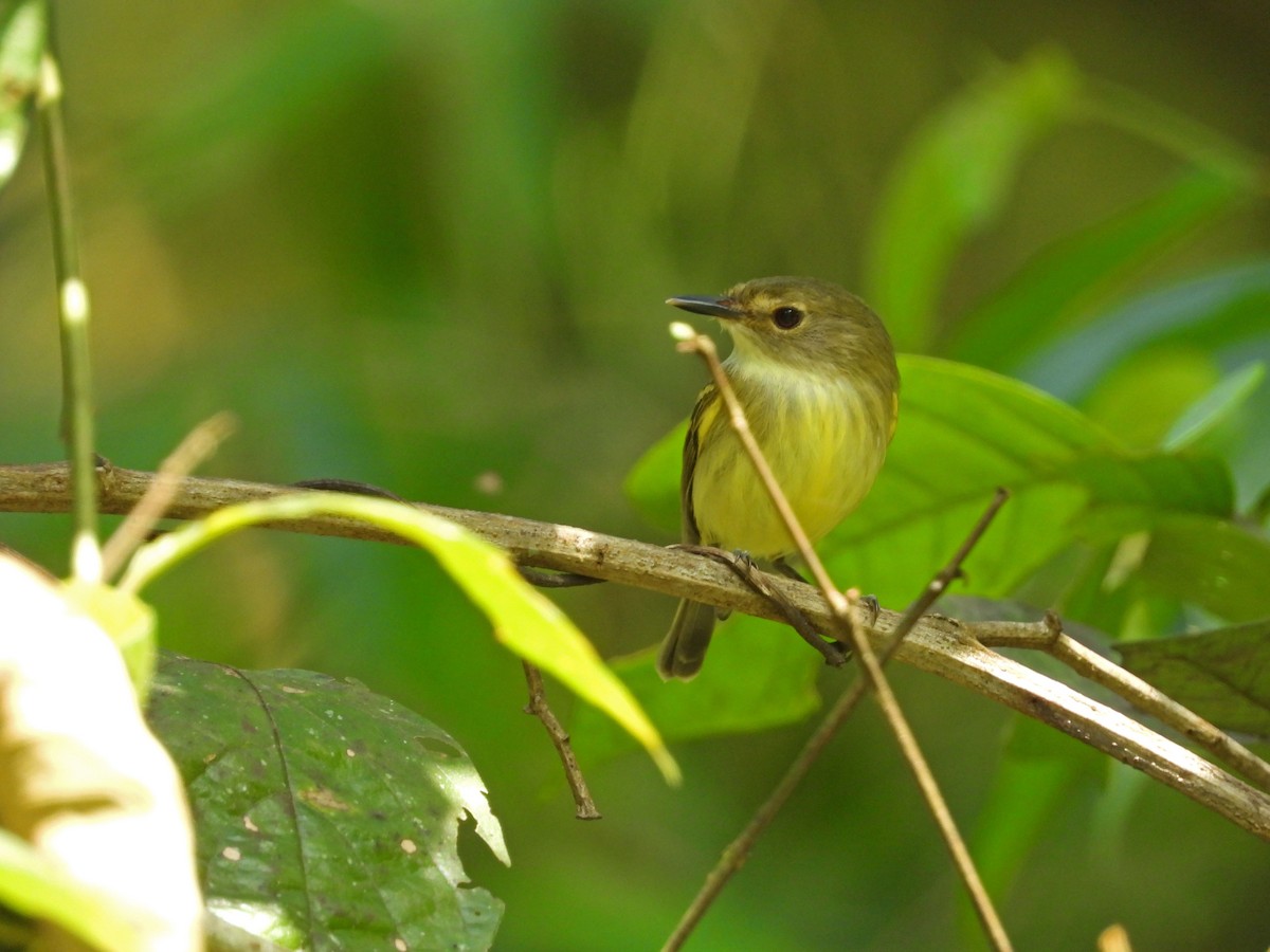 Серощёкий тоди-мухолов - ML641578484