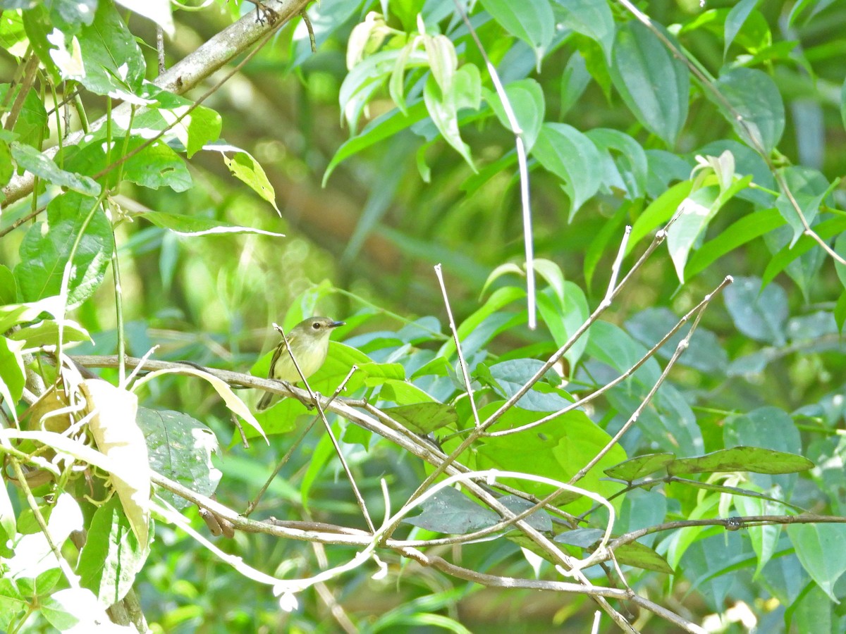 Серощёкий тоди-мухолов - ML641578485