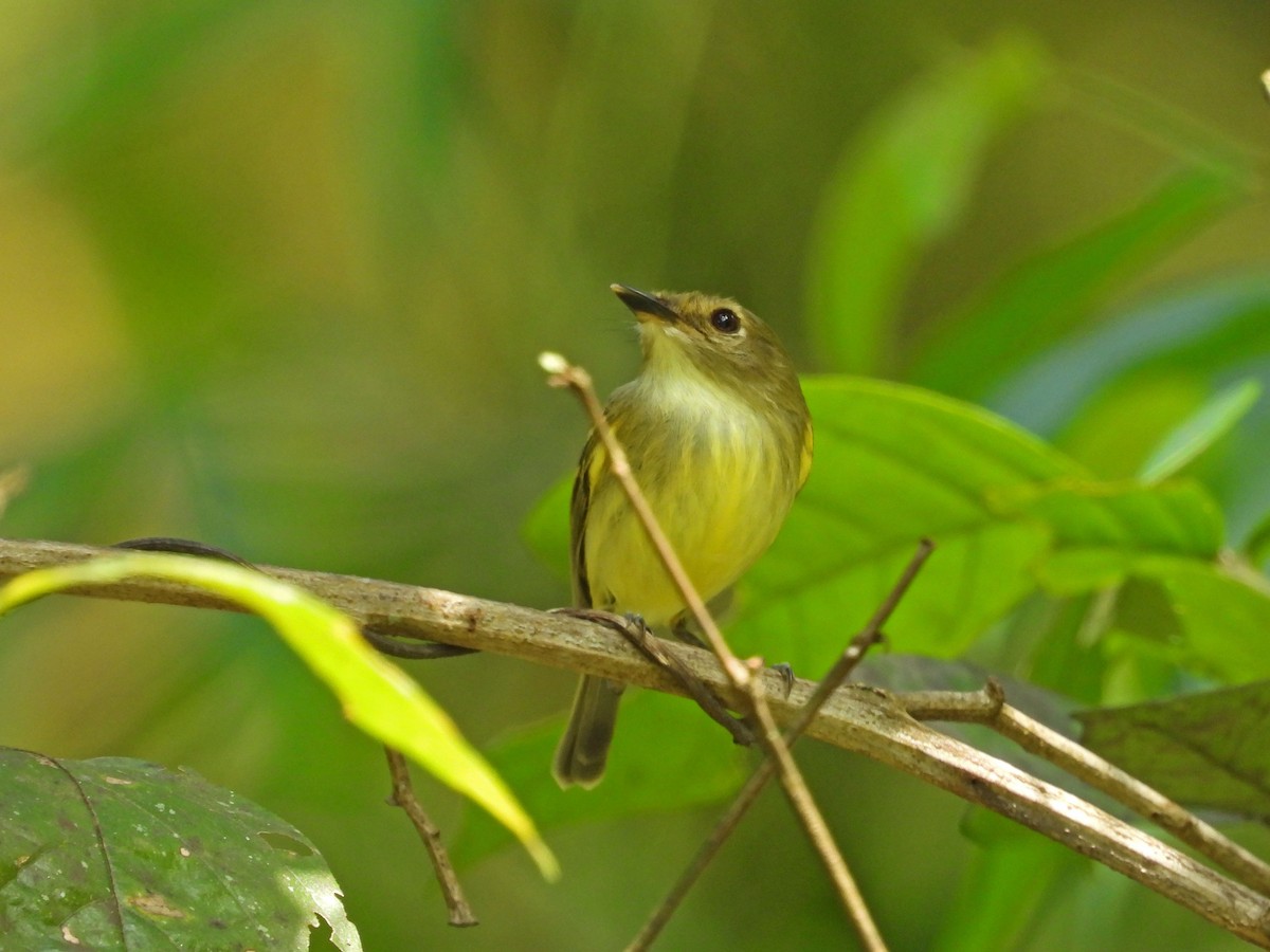 Серощёкий тоди-мухолов - ML641578486