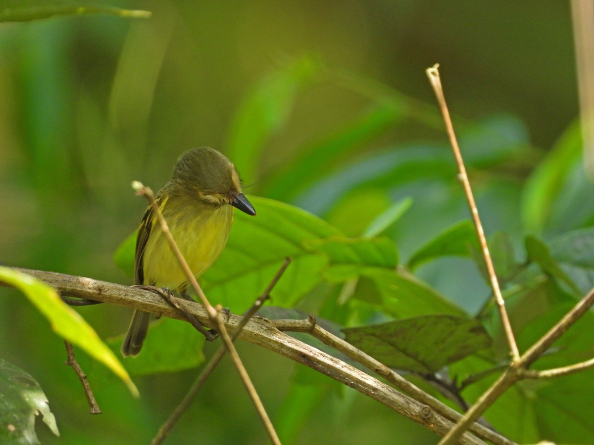 Серощёкий тоди-мухолов - ML641578487
