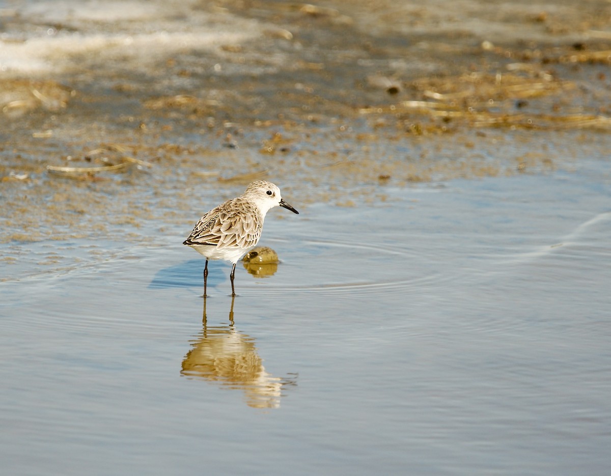 Little Stint - ML641578551