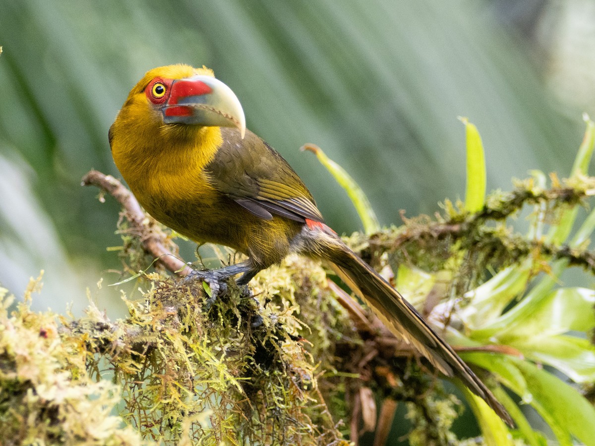 Saffron Toucanet - ML641578556