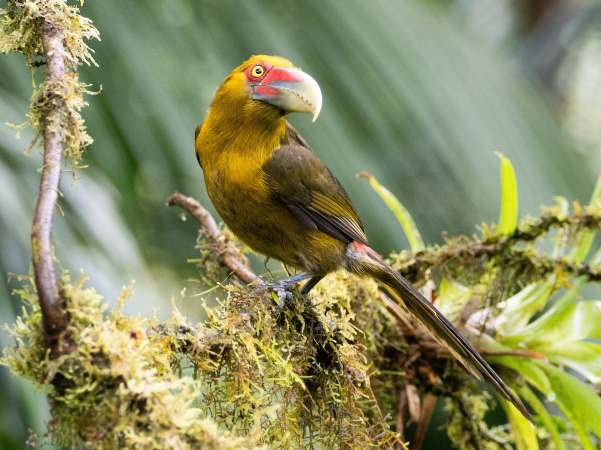 Saffron Toucanet - ML641578557