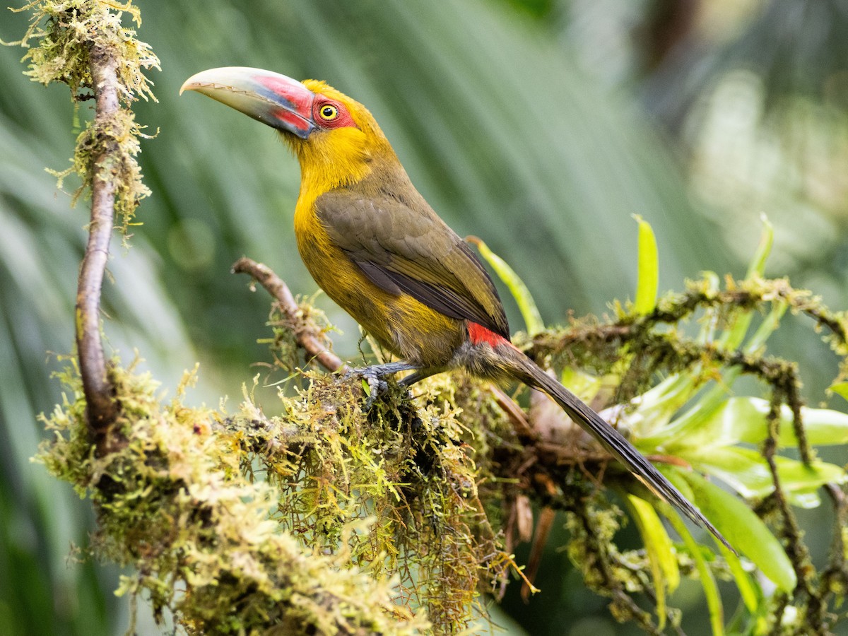 Saffron Toucanet - ML641578558