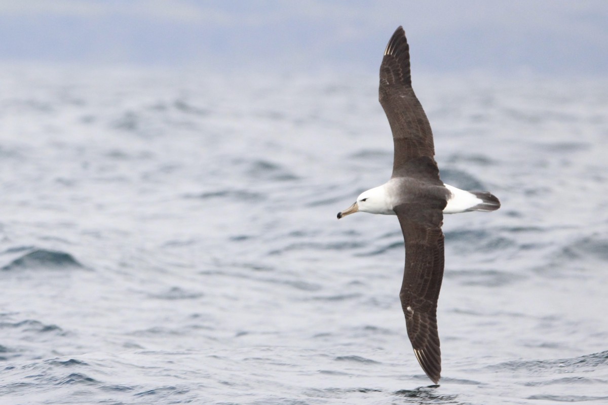 albatros černobrvý - ML641578573