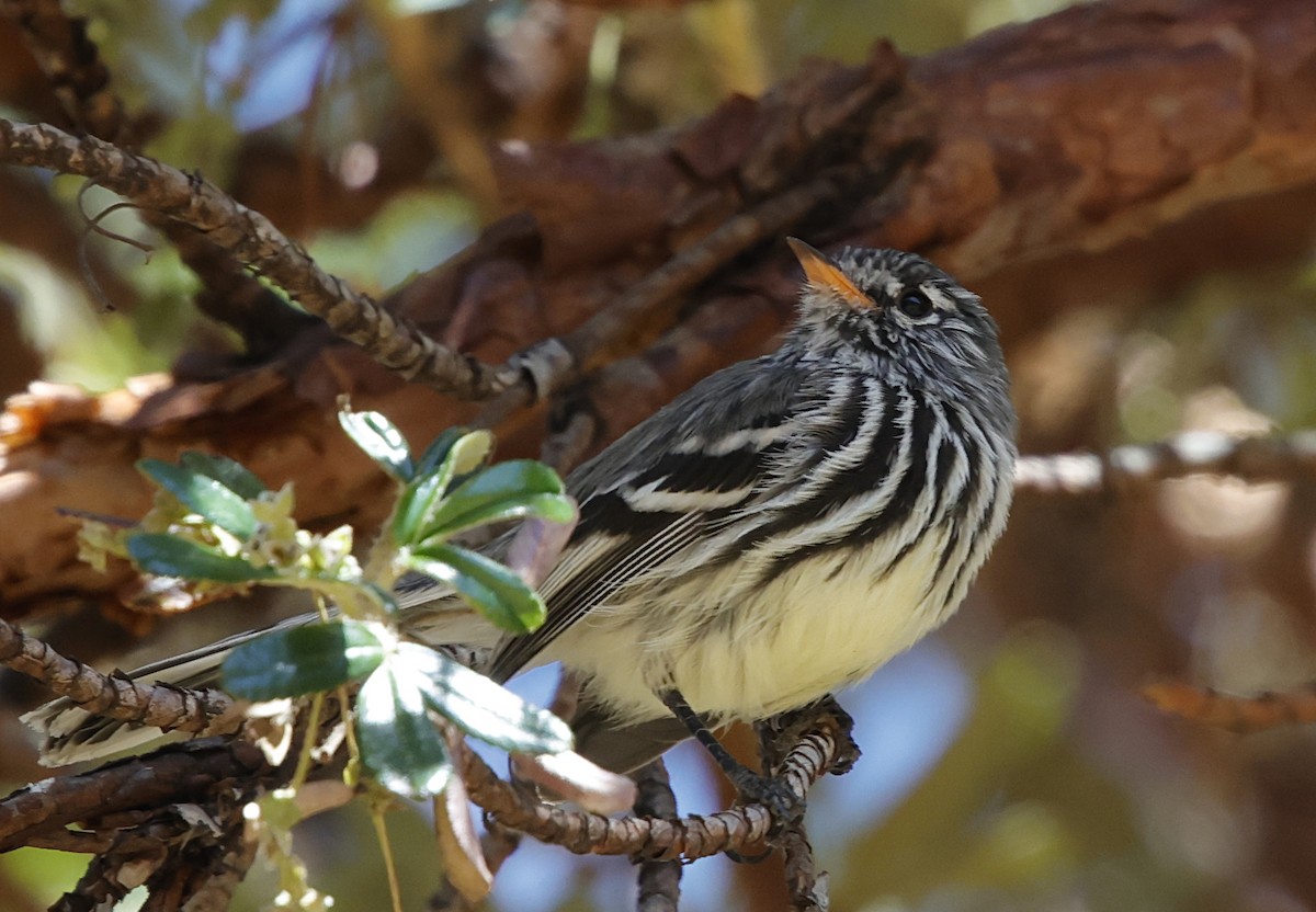 Yellow-billed Tit-Tyrant - ML641578592