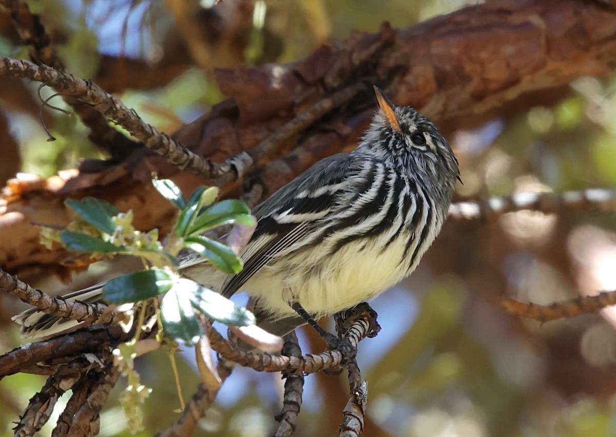 Yellow-billed Tit-Tyrant - ML641578593