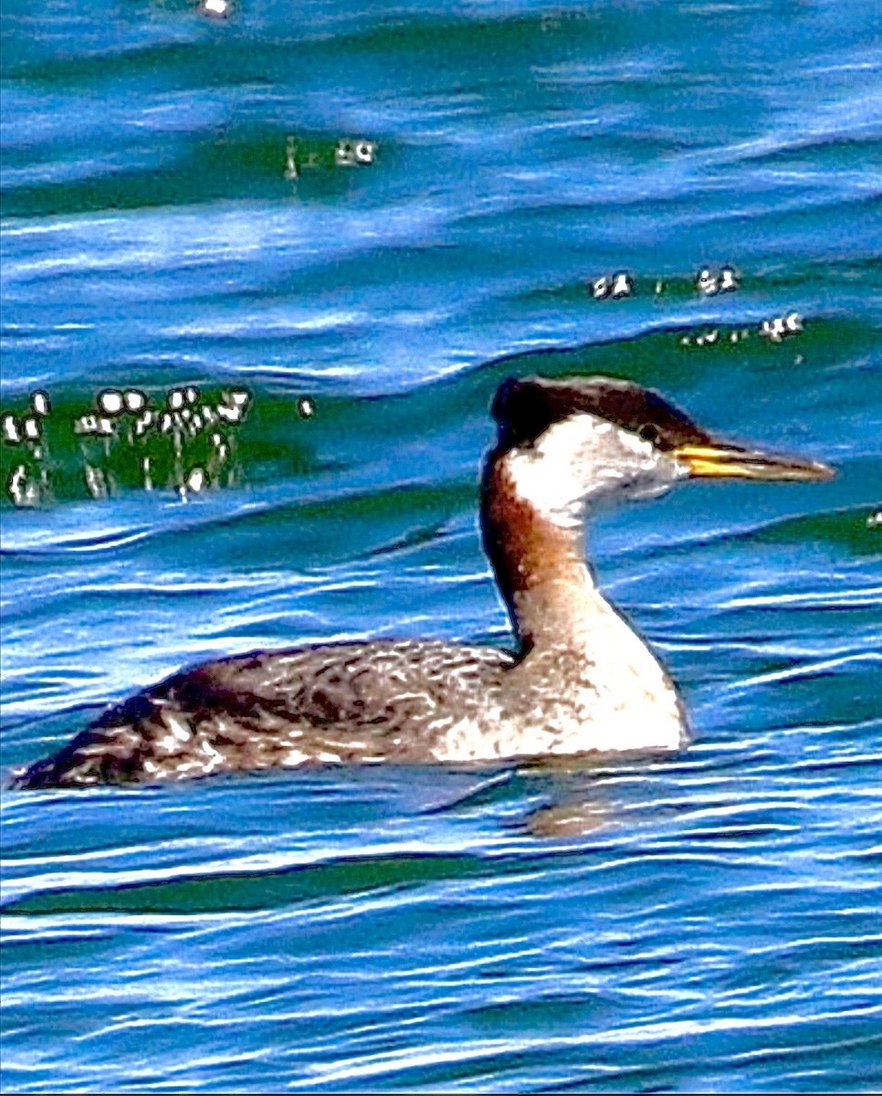 Red-necked Grebe - ML641578602