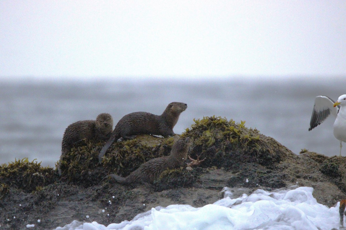 Marine Otter - ML641578605