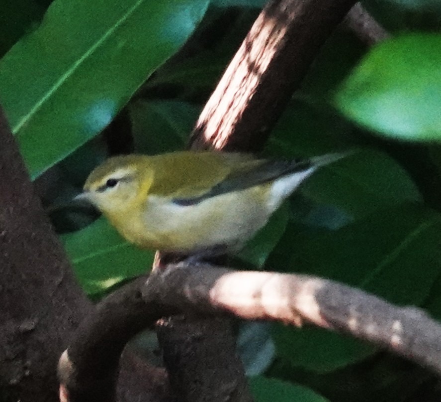 Tennessee Warbler - ML641578649
