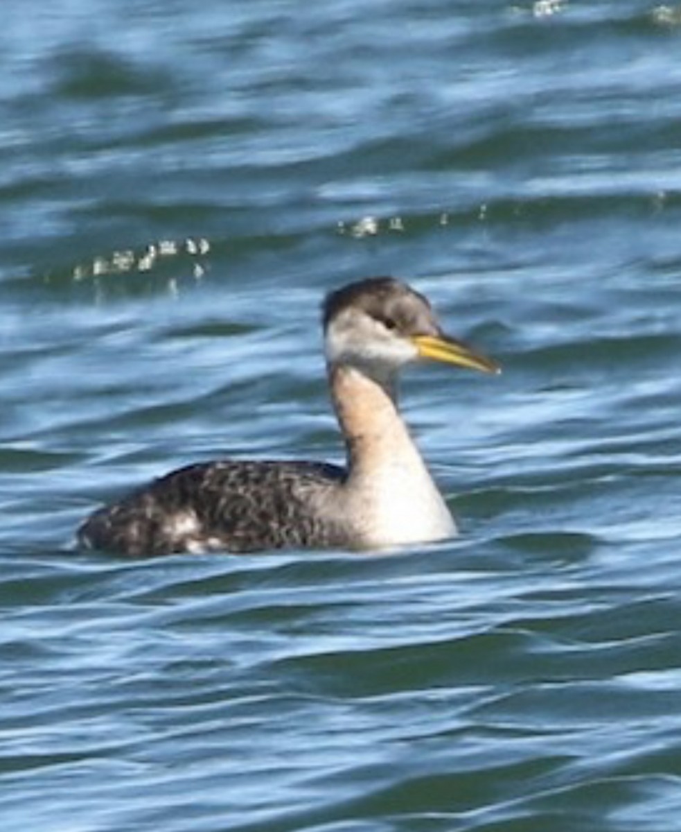 Red-necked Grebe - ML641578663