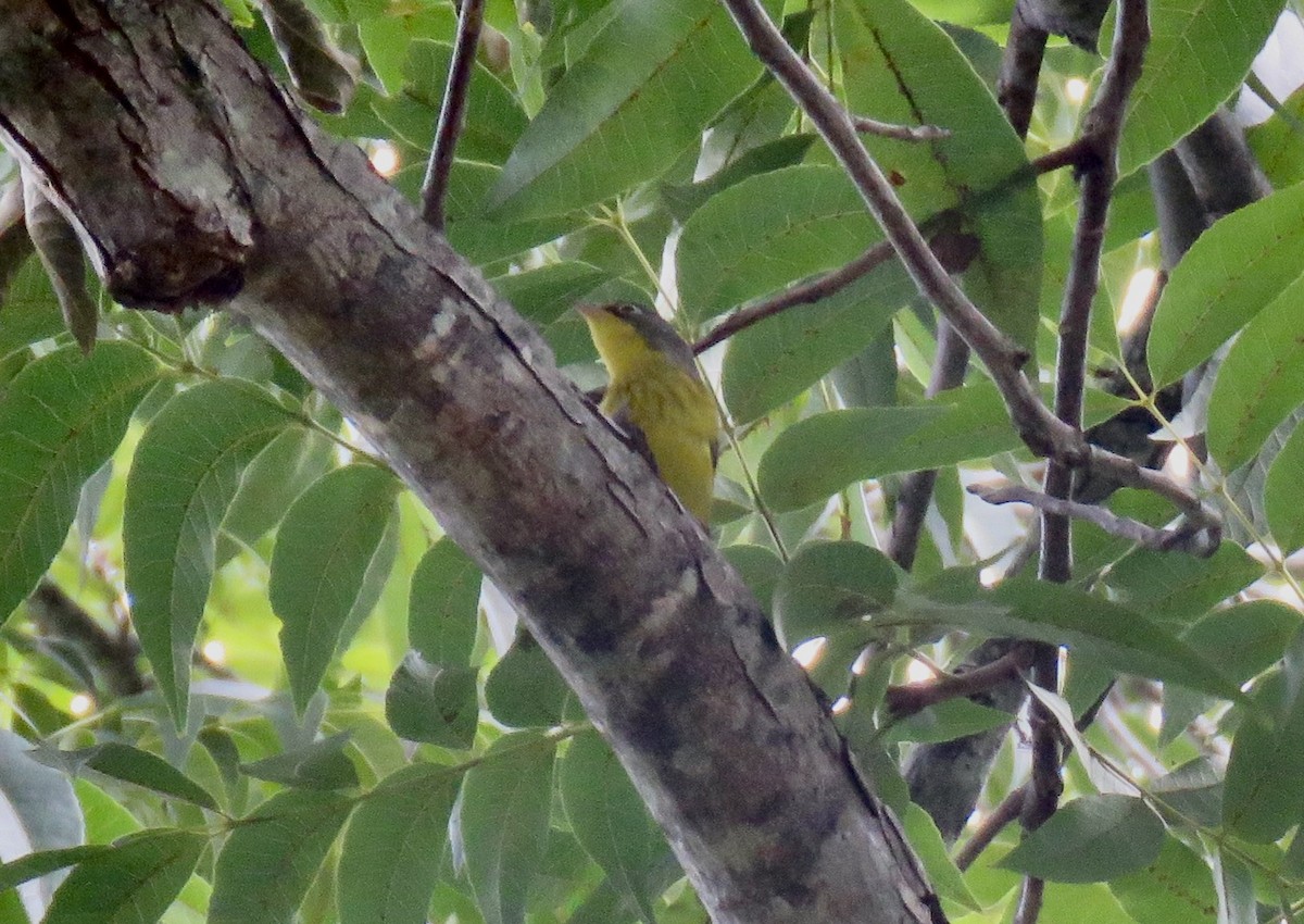 Canada Warbler - ML641578671