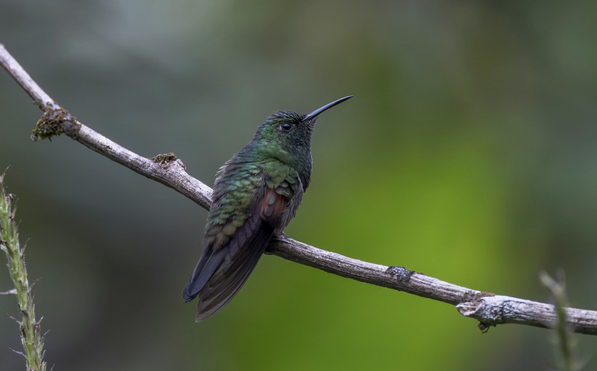 Stripe-tailed Hummingbird - ML641578675