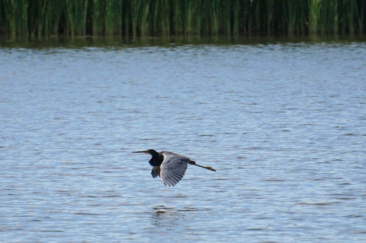 Tricolored Heron - ML641578683
