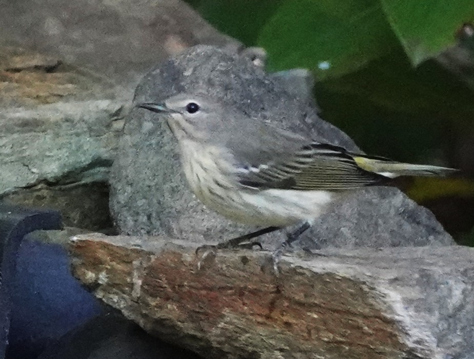 Cape May Warbler - ML641578692