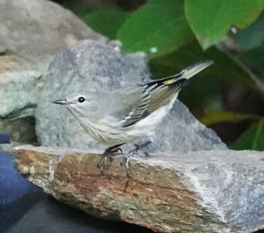 Cape May Warbler - ML641578693