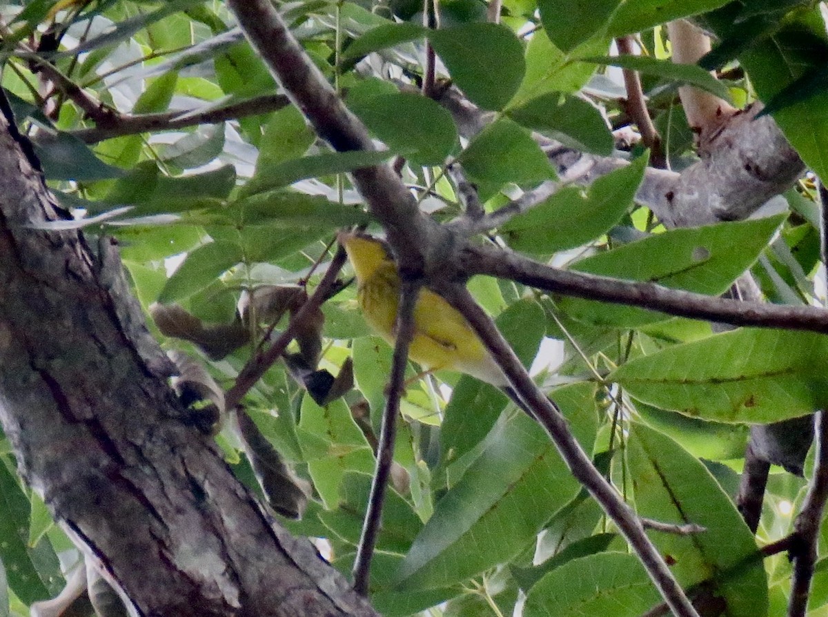 Canada Warbler - ML641578712