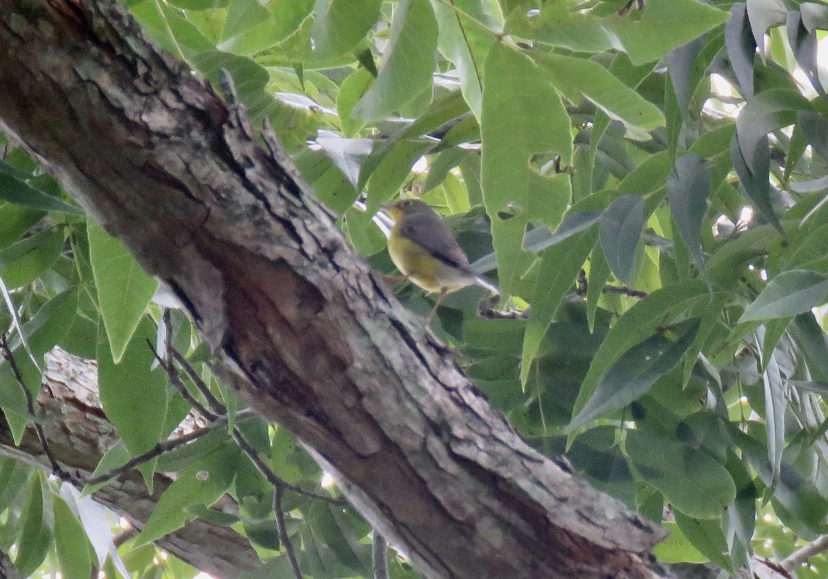 Canada Warbler - ML641578713