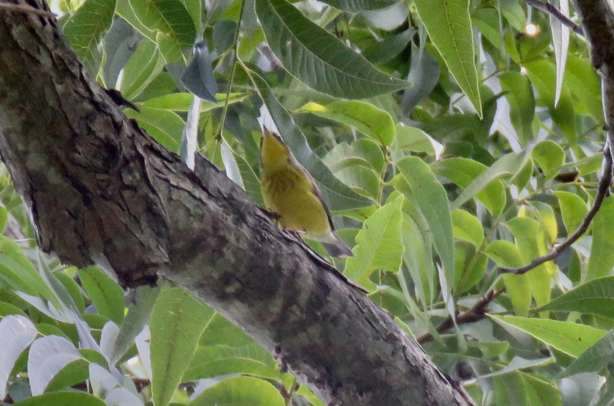 Canada Warbler - ML641578714
