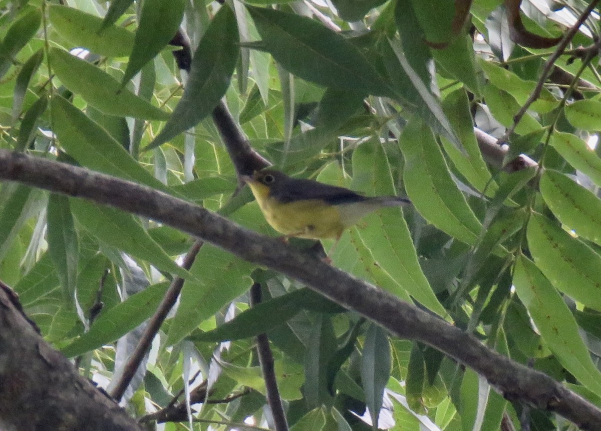 Canada Warbler - ML641578726
