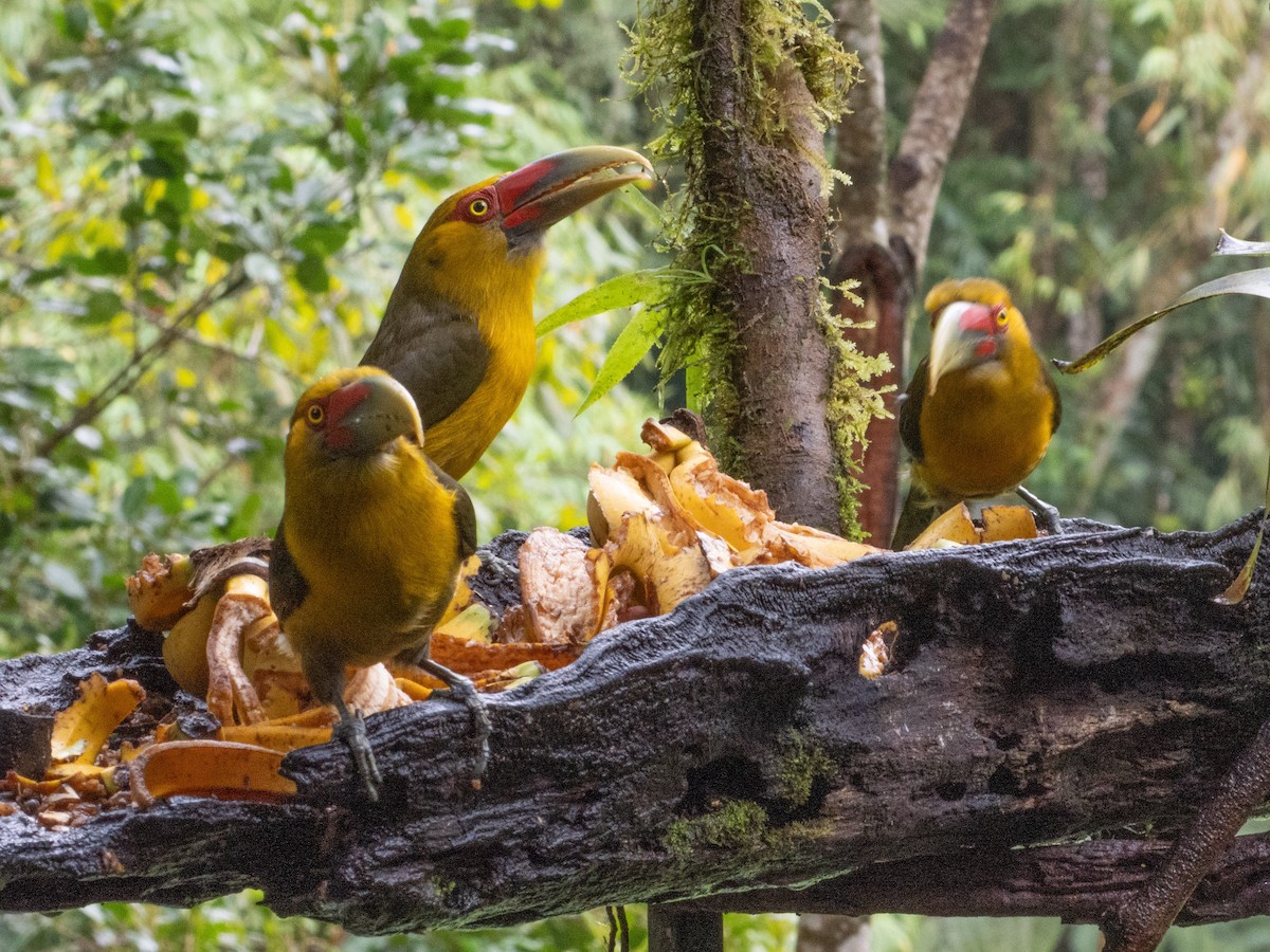 Saffron Toucanet - ML641578747