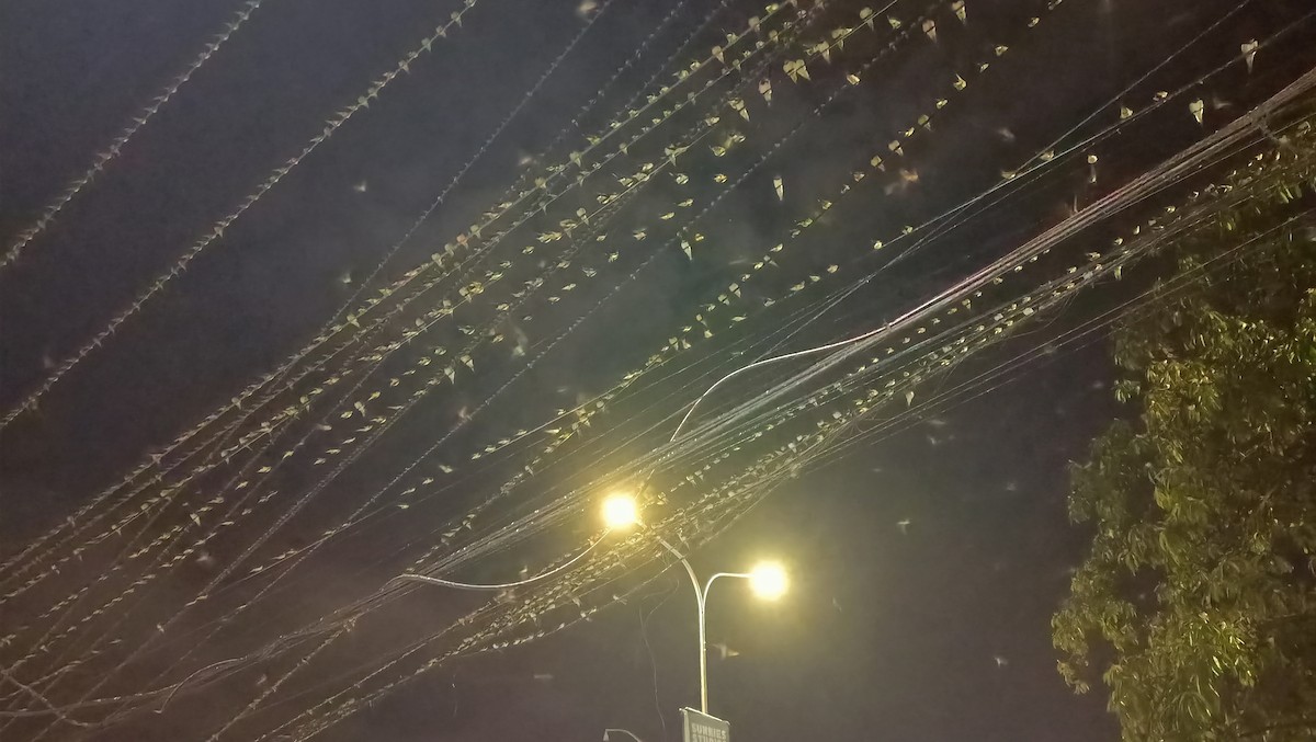 Barn Swallow - ML641578763