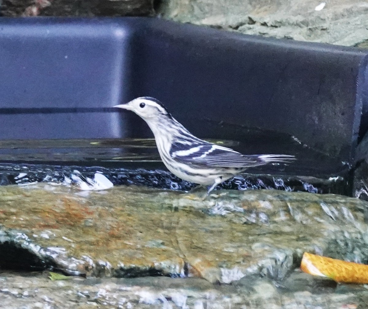 Black-and-white Warbler - ML641578799