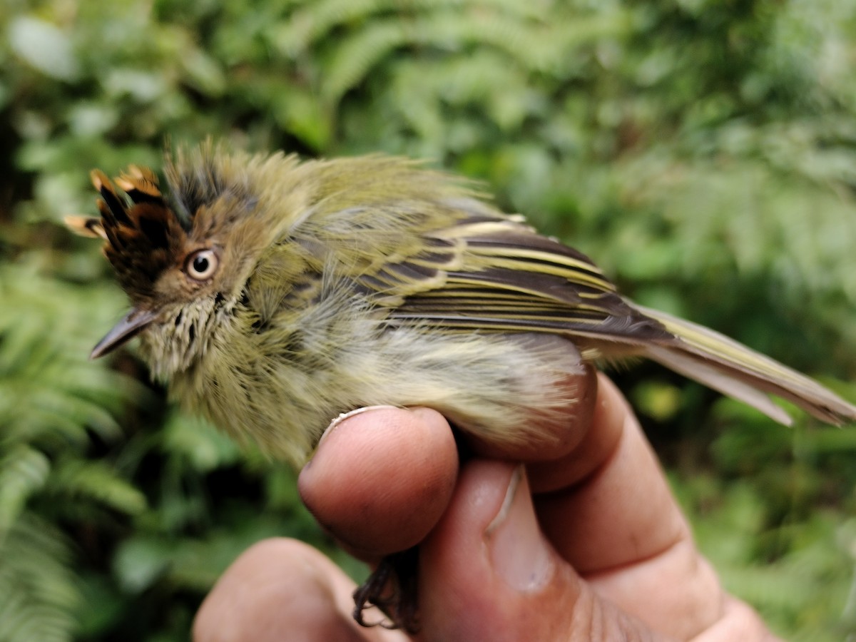 Scale-crested Pygmy-Tyrant - ML641578847