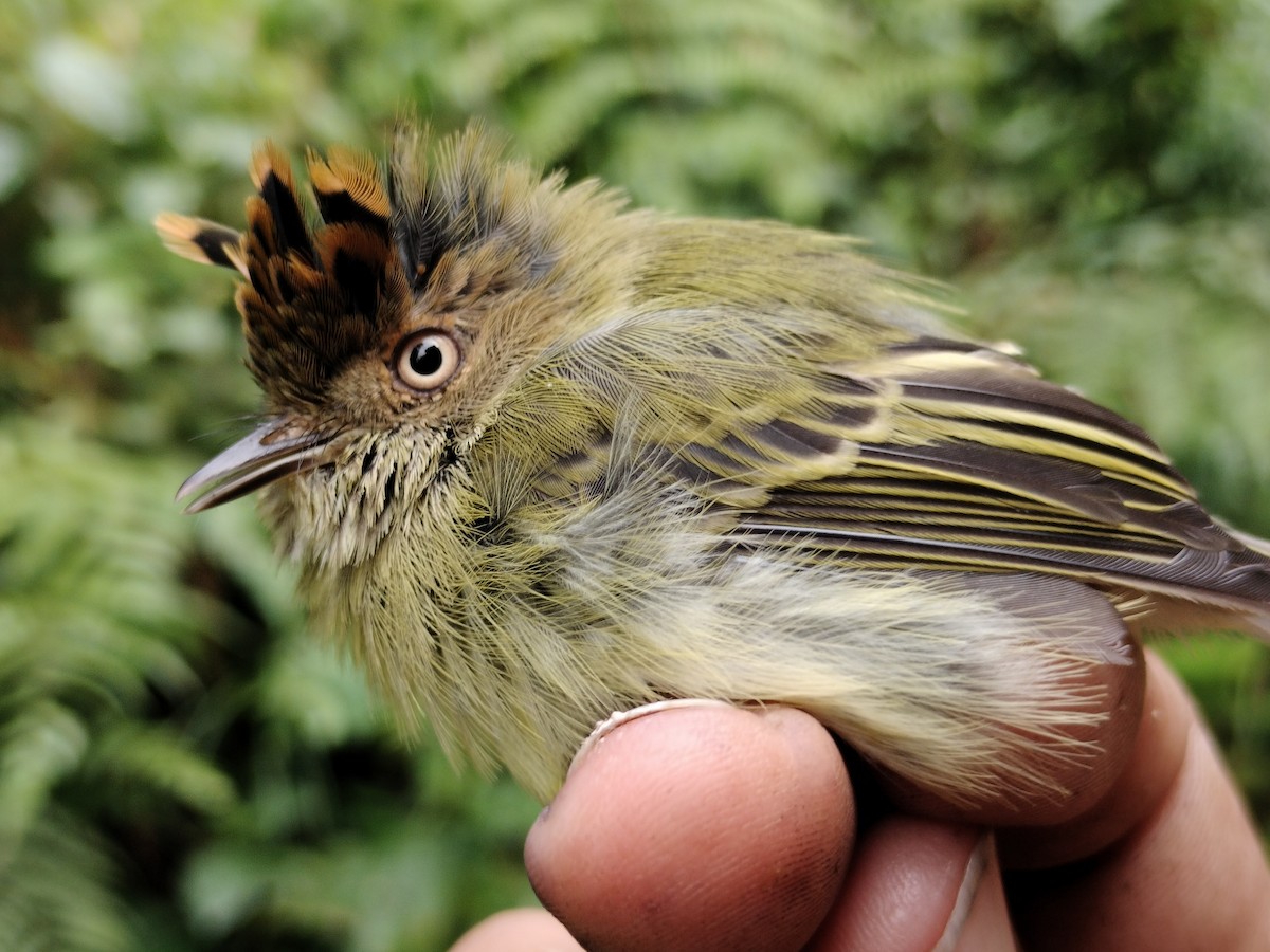 Scale-crested Pygmy-Tyrant - ML641578848