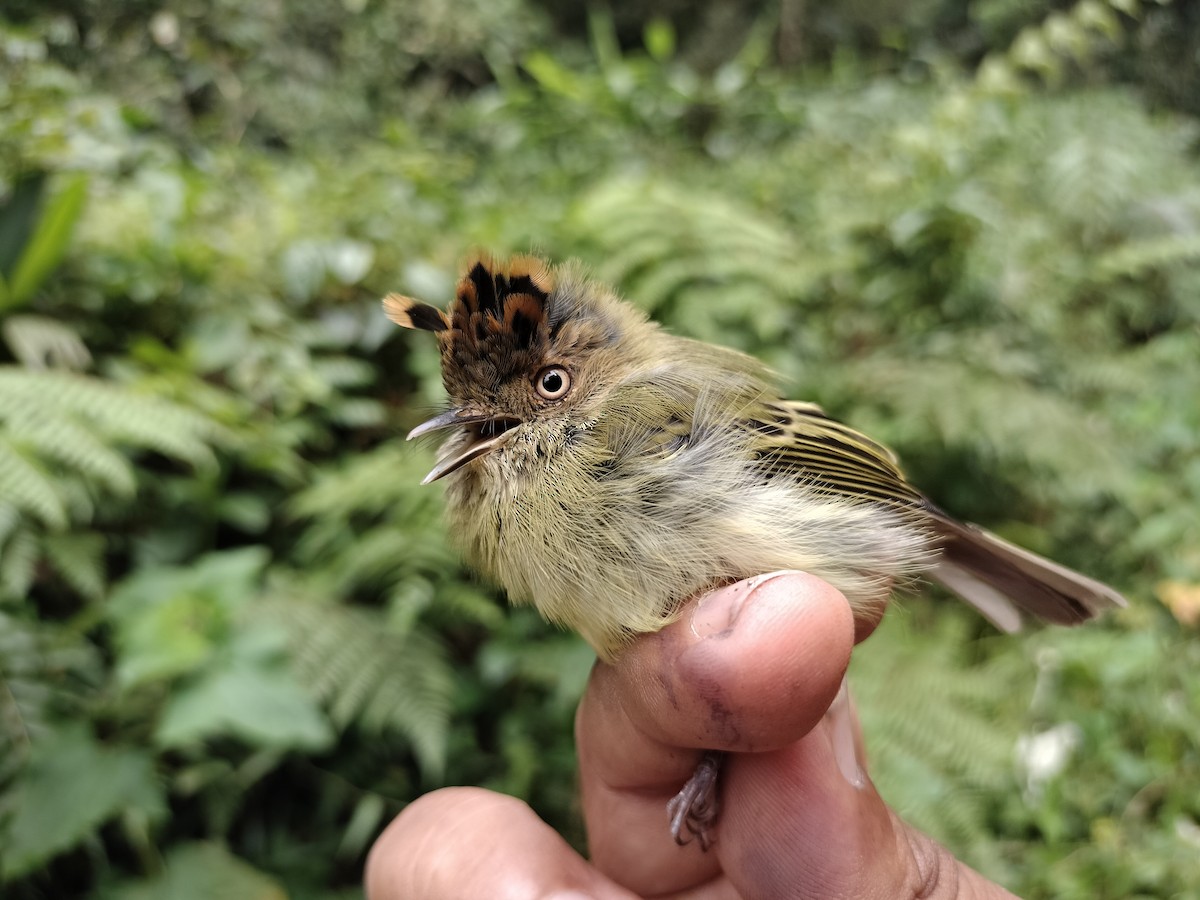 Scale-crested Pygmy-Tyrant - ML641578849