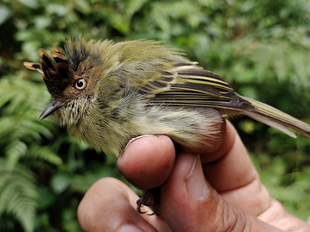 Scale-crested Pygmy-Tyrant - ML641578850