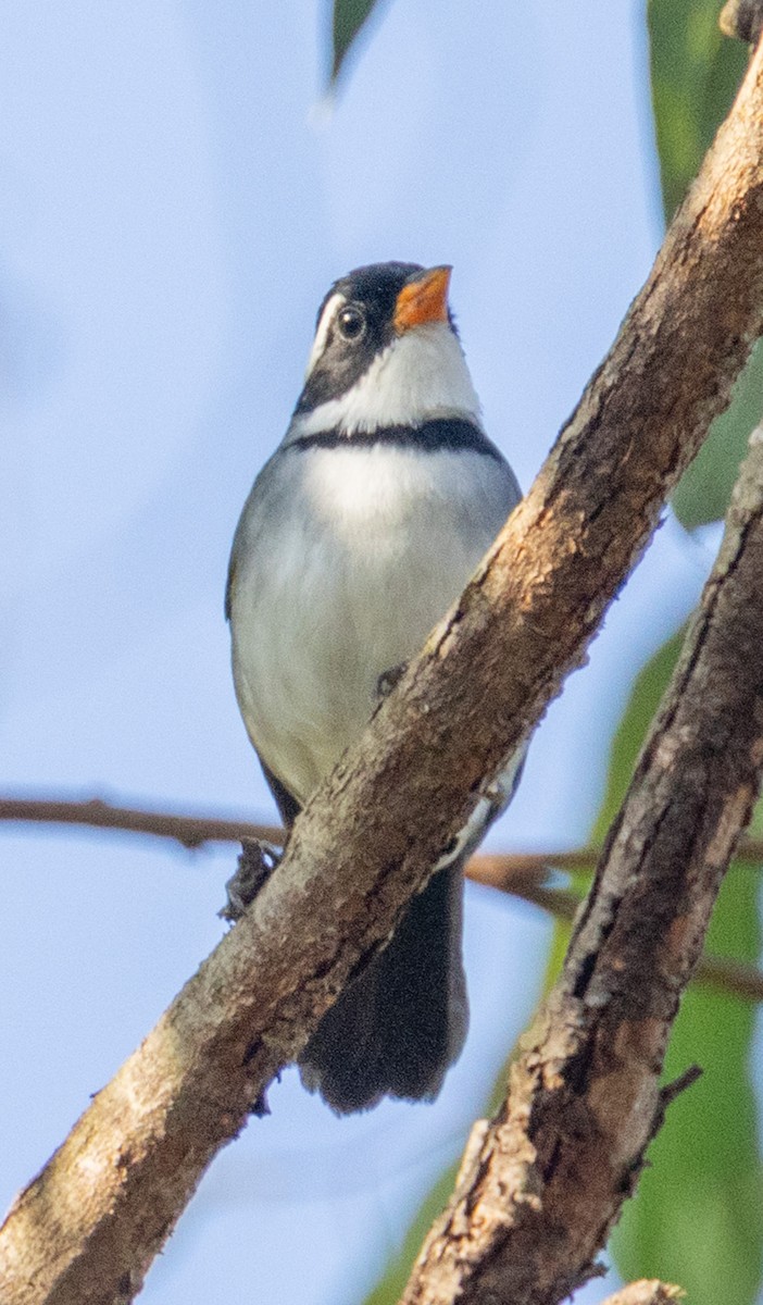 Saffron-billed Sparrow - ML641578872